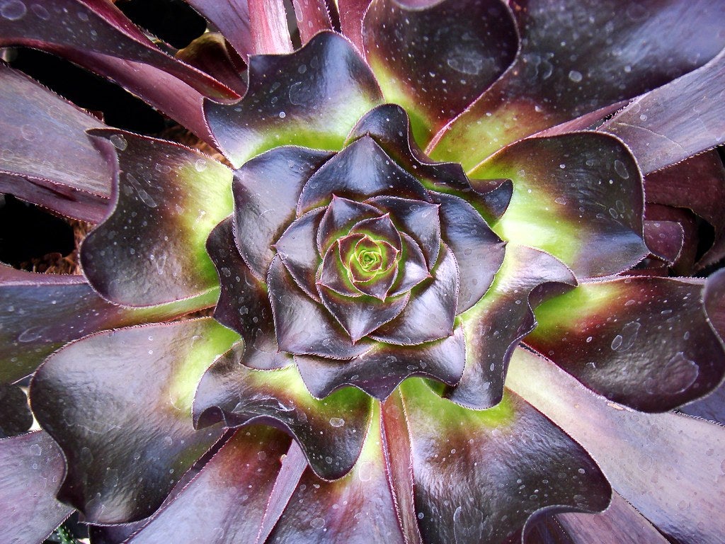 Aeonium Cyclops | Cowiche Creek Nursery